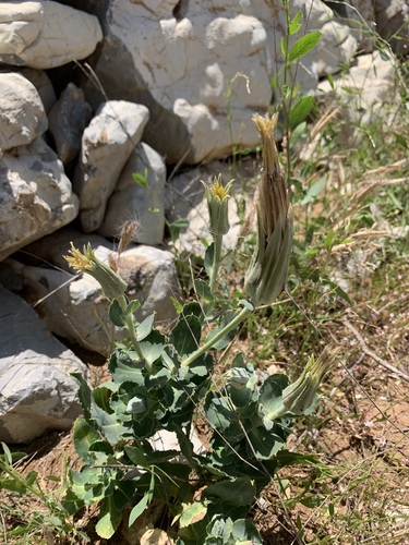 Tragopogon latifolius var. angustifolius