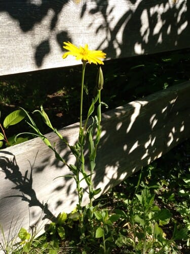 Tragopogon orientalis (Kozija brada) — photo