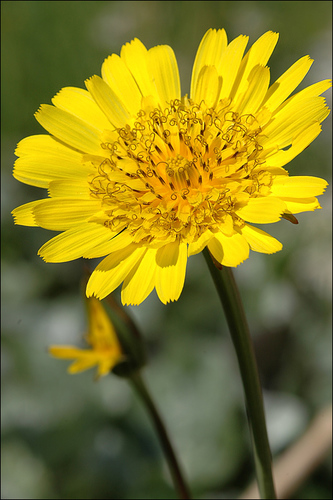 Tragopogon orientalis