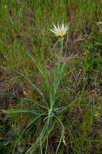 Tragopogon porrifolius