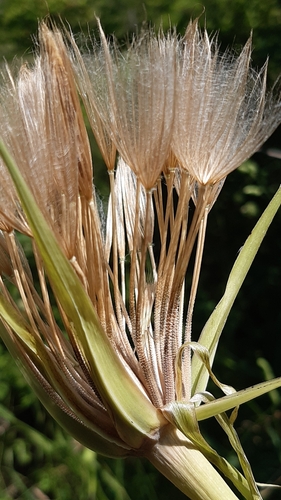 Tragopogon porrifolius subsp. longirostris