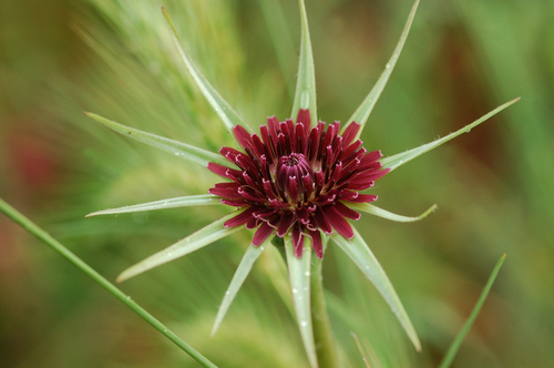 Tragopogon porrifolius subsp. longirostris (Long-beaked goat's beard) — photo