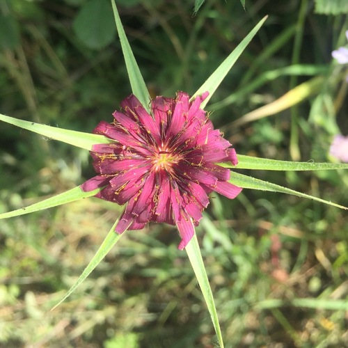 Tragopogon porrifolius (Salsify) — photo