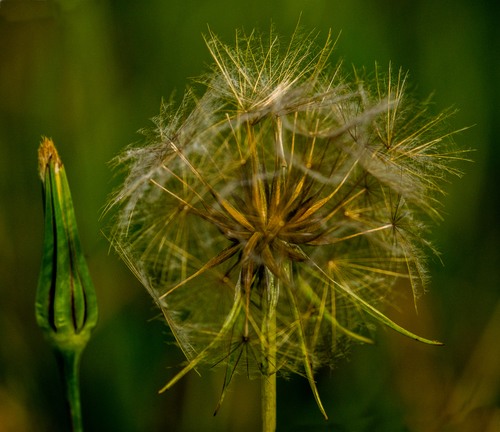 Tragopogon pratensis (Goatsbeard) — photo