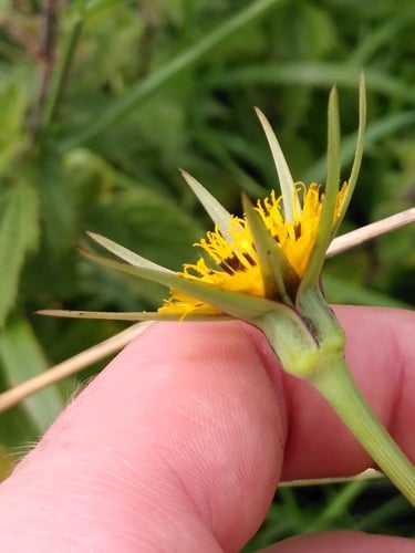Tragopogon pratensis