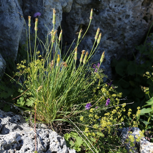 Tragopogon reticulatus — photo