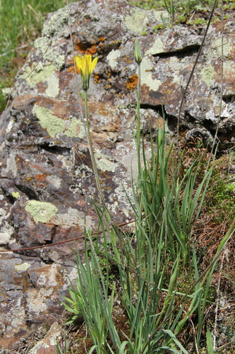 Tragopogon reticulatus — photo
