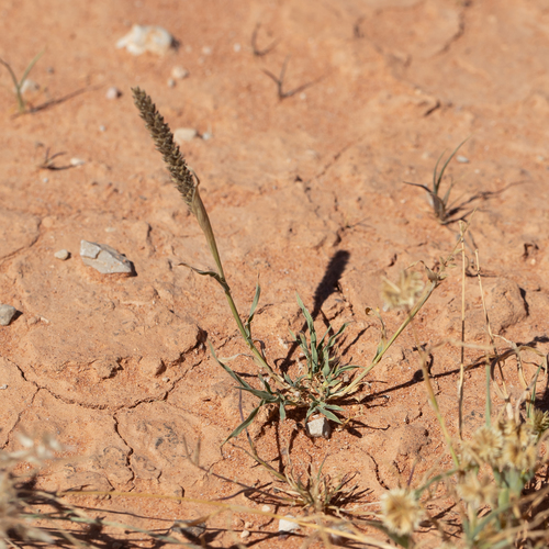 Tragus australianus (Small burr grass) — photo