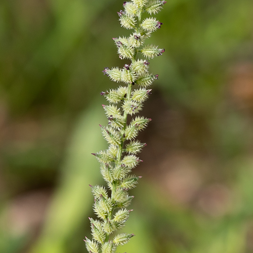 Tragus australianus (Small burr grass) — photo