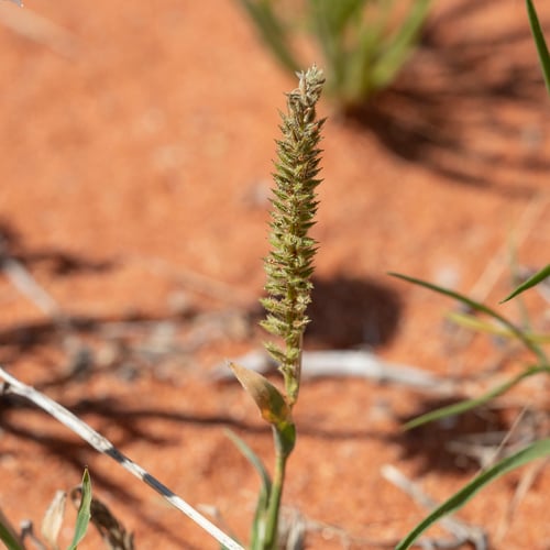Tragus australianus