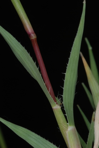 Tragus racemosus (Carrot seed grass) — photo