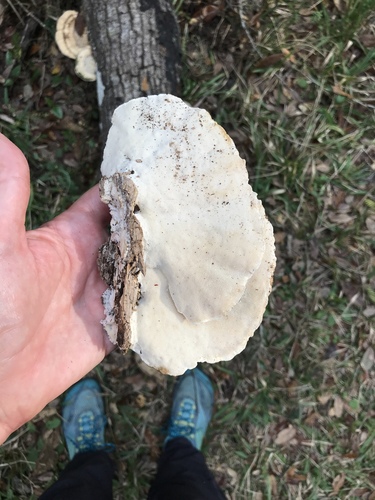 Trametes cubensis — photo