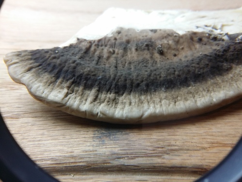 Trametes cubensis — photo