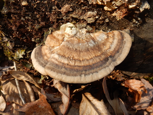 Trametes cubensis