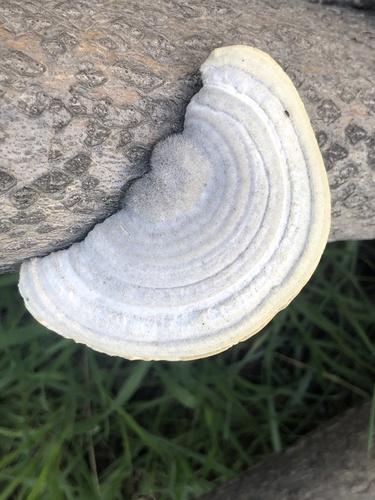 Trametes hirsuta — photo