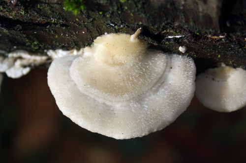 Trametes hirsuta — photo