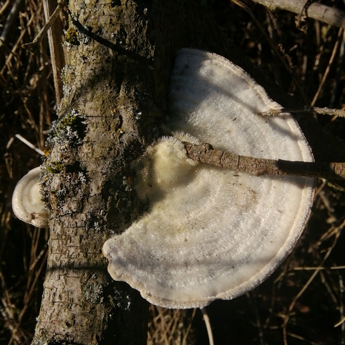 Trametes hirsuta