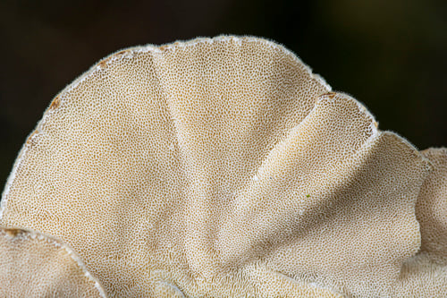Trametes ochracea — photo