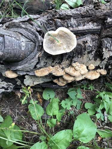 Trametes ochracea — photo