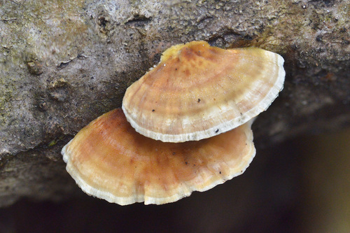 Trametes ochracea