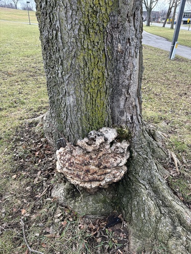 Trametes robiniophila — photo