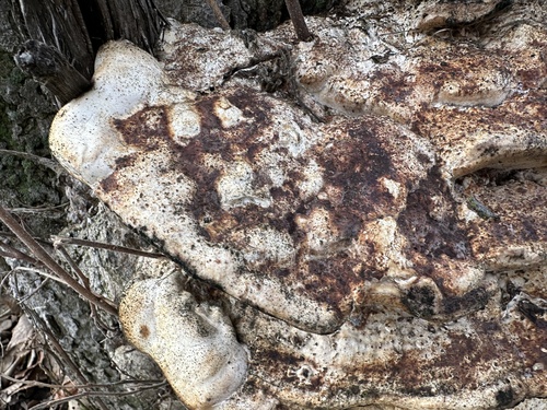 Trametes robiniophila — photo