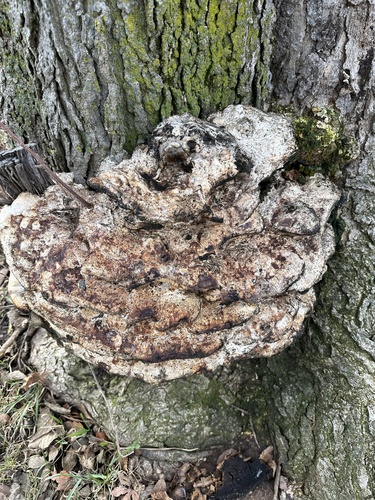 Trametes robiniophila