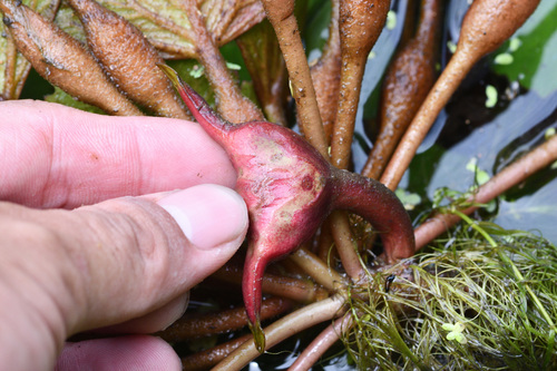 Trapa bicornis (Water caltrop) — photo