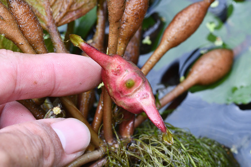 Trapa bicornis (Water caltrop) — photo