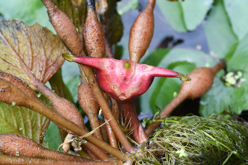 Trapa bicornis