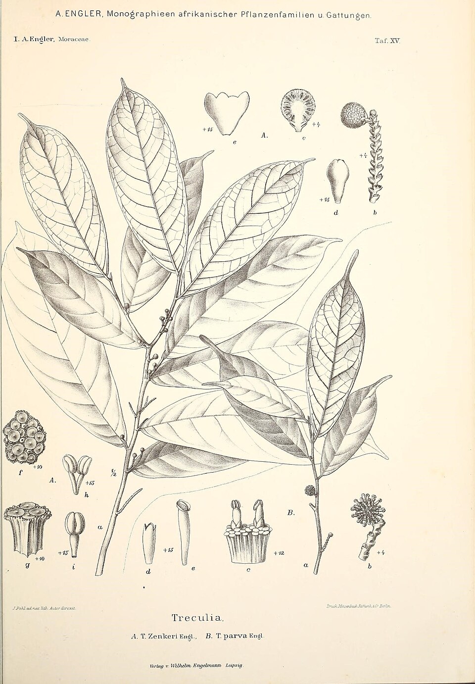 Treculia acuminata