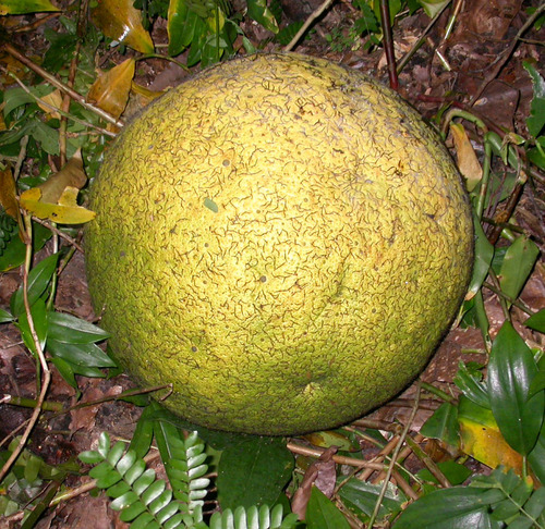 Treculia africana