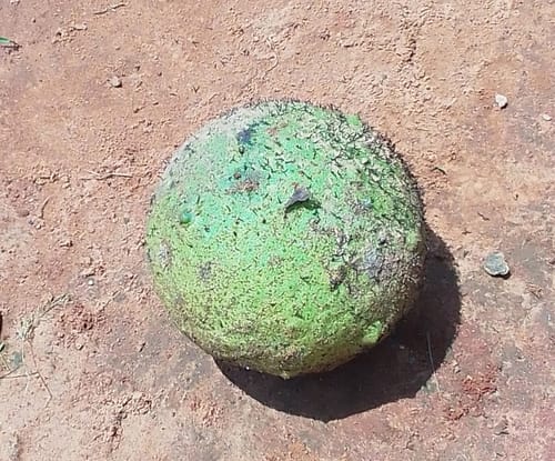 Treculia africana subsp. madagascarica