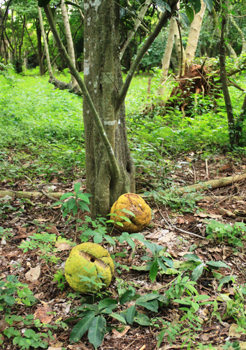 Treculia africana subsp. madagascarica — photo