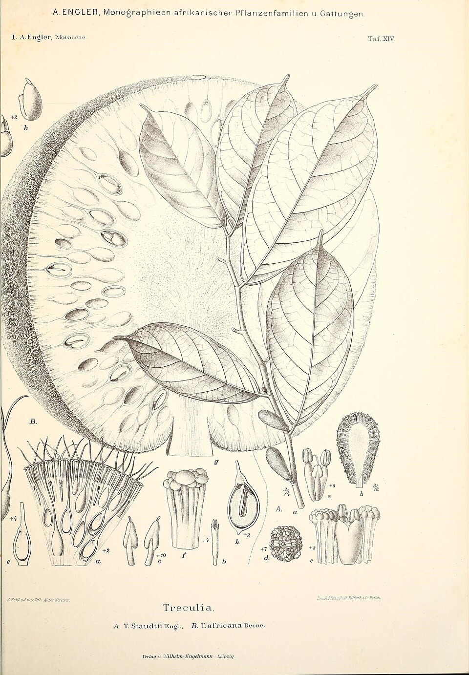 Treculia obovoidea