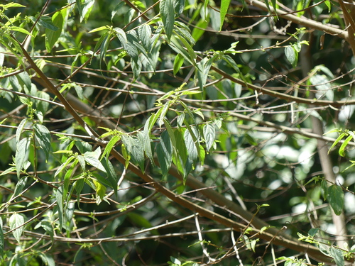 Trema aspera (Native Peach) — photo