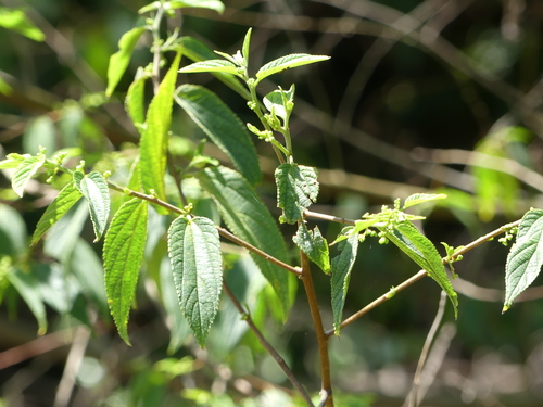Trema aspera (Native Peach) — photo