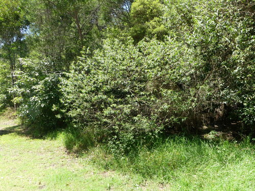 Trema aspera