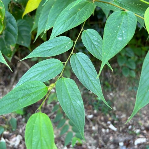 Trema cannabina — photo