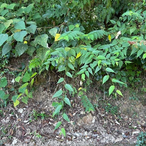 Trema cannabina — photo