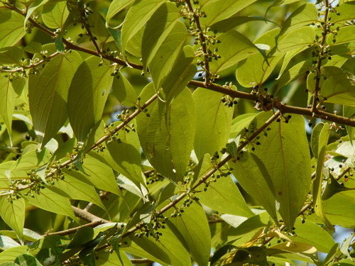 Trema cannabina