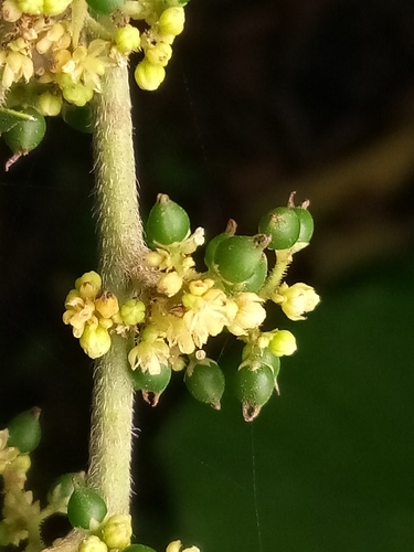 Trema micranthum (Jamaica nettletree) — photo