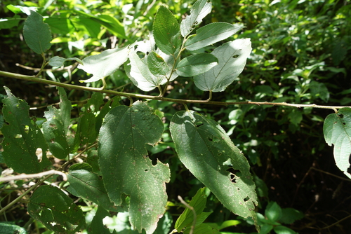 Trema orientalis