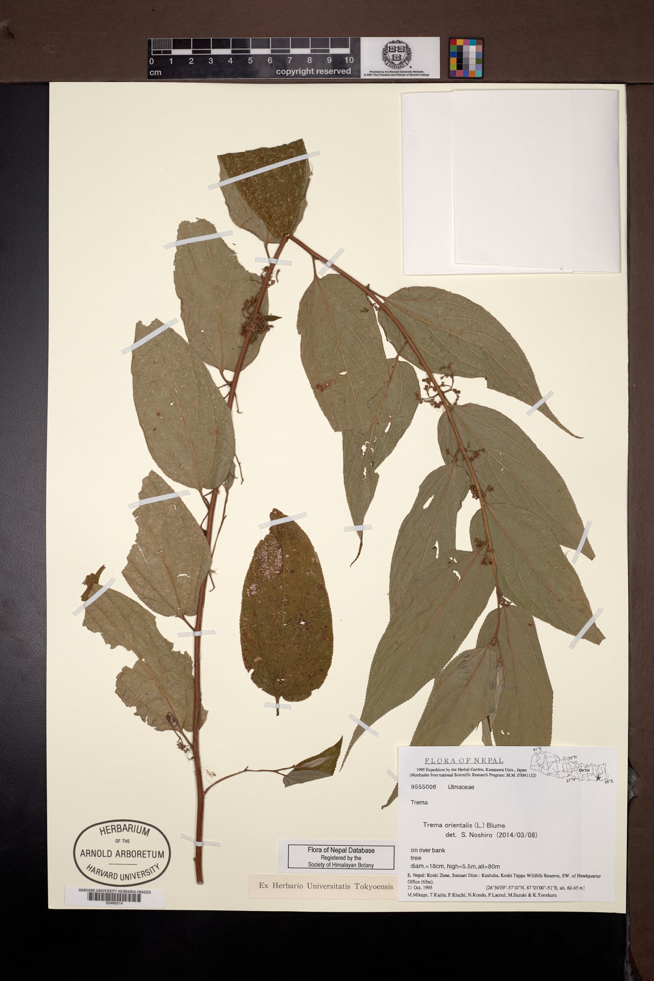 Trema politoria — photo