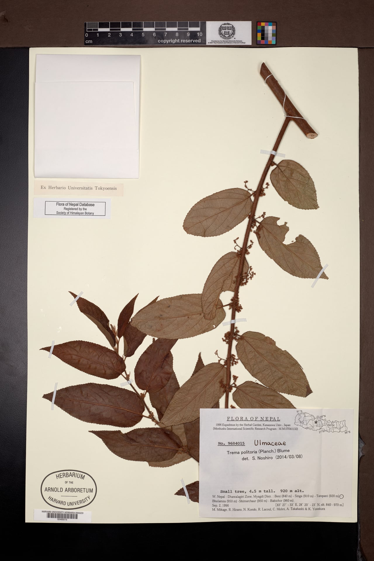 Trema politoria