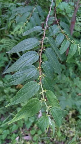 Trema tomentosum (Poison Peach) — photo