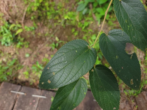 Trema tomentosum (Poison Peach) — photo