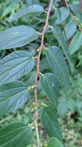 Trema tomentosum