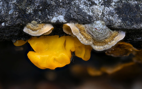 Tremella aurantia (Golden ear) — photo