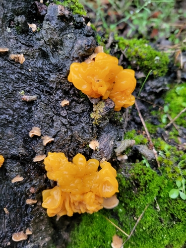 Tremella aurantia (Golden ear) — photo